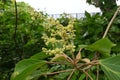 Japanese mallotus ( Mallotus japonicus ) flowers.