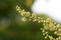 Japanese mallotus ( Mallotus japonicus ) flowers.