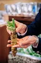 Japanese whole fresh Wasabi root in a man hand - Close up shot