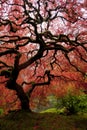 Japanese Maple