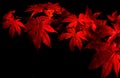 Japanese Maple