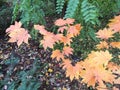 Acer japonicum in autumn Royalty Free Stock Photo