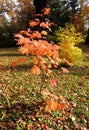 Acer japonicum in autumn Royalty Free Stock Photo