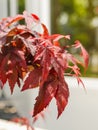 Japanese maple or Acer japonicum branch with red leaves on a sunny day. Nature and botany, ornamental trees and shrubs with red Royalty Free Stock Photo