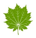 Japanese maple leaf
