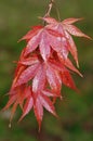 Japanese Maple - Acer palmatum Royalty Free Stock Photo