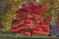 Japanese Maple - Acer palmatum Royalty Free Stock Photo