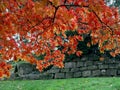 Japanese Maple (Acer palmatum)