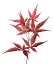 Japanese Maple (Acer palmatum)