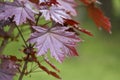 Japanese maple Acer palmatum atropurpureum on green background. Young leaves of red color. Selective focus Royalty Free Stock Photo