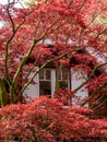 Japanese maple, Acer palmatum \'Atropurpureum\' red, tree with red leaves in front of house in spring, Netherlands Royalty Free Stock Photo