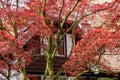 Japanese maple, Acer palmatum \'Atropurpureum\' red, tree with red leaves in front of house in spring, Netherlands Royalty Free Stock Photo