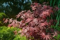 Japanese maple Acer palmatum Atropurpureum. Young red leaves above green twigs of Juniperus pfitzeriana or Juniperus media Royalty Free Stock Photo