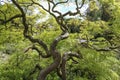 Japanese maple or Acer Palmatum
