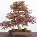 Japanese maple (Acer Palmatum) bonsai Royalty Free Stock Photo