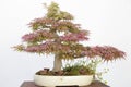 Japanese maple (Acer Palmatum) bonsai Royalty Free Stock Photo