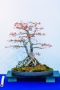 Japanese Maple, Acer Palmatum, bonsai tree, originally from Japan, China and Korea Royalty Free Stock Photo