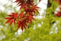 Japanese Maple red leaves - Acer Palmatum, Kyoto, Japan Royalty Free Stock Photo