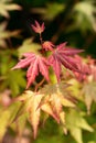 Japanese maple Acer palmatum Orange Dream tree in garden Royalty Free Stock Photo