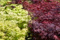 Japanese maple, Acer palmatum plants with leaves in green and red colors background in spring, sunlight Royalty Free Stock Photo