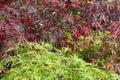 Japanese maple, Acer palmatum plants with leaves in green and red colors background in spring, sunlight Royalty Free Stock Photo