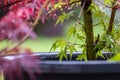 Japanese maple Acer Palmatum potted plant leaves close up detail shot shallow depth of field Royalty Free Stock Photo