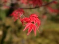 Japanese maple - Acer palmatum