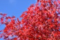 Japanese maple branch with red leaves. Vibrant autumn colors. Royalty Free Stock Photo