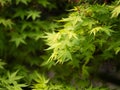 Japanese maple Royalty Free Stock Photo