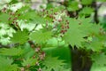 Shirasawa maple Acer shirasawanum, lobed leaf and flowers Royalty Free Stock Photo