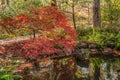 Japanese maple alongside a pond Royalty Free Stock Photo