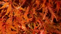 Japanese Maple in Autumn , covered with morning dew Royalty Free Stock Photo