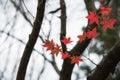 Japanese maple in autumn season at Lake Kinrinko Yufuin Japan