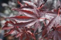 Japanese Maple Bloodgood Royalty Free Stock Photo