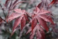 Japanese Maple Bloodgood Royalty Free Stock Photo