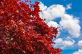 Japanese maple at the blue sky background. Red japanese maple tree in the garden Royalty Free Stock Photo