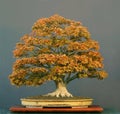 Japanese maple bonsai Royalty Free Stock Photo
