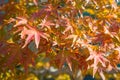 Japanese maple bonsai leaves in autumn season