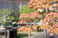 Japanese maple bonsai leaves in autumn season Omiya bonsai village