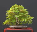 Japanese maple bonsai in summe