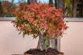 Japanese maple bonsai tree during the fall at the Japanese gardens Royalty Free Stock Photo