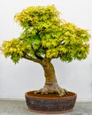 Japanese Maple Bonsai Tree in Planter Royalty Free Stock Photo