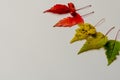 Japanese maple branch with autumn red, orange and green leaves isolated on white Royalty Free Stock Photo