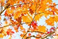 Japanese maple branch tree turn to orange, red on clear sky background in autumn season, sunshine to maple orange leaves in season Royalty Free Stock Photo