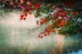 Japanese maple branches against the background of water. Royalty Free Stock Photo