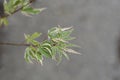 Japanese Maple Butterfly Royalty Free Stock Photo