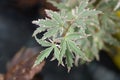 Japanese Maple Butterfly Silver Sensation Royalty Free Stock Photo