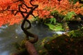 Japanese maple during fall Royalty Free Stock Photo