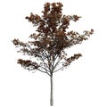 Japanese Maple Fall Tree Front view isolated on white background Royalty Free Stock Photo