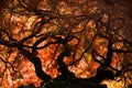 Japanese Maple Fall Van Dusen Garden Vancouver Royalty Free Stock Photo